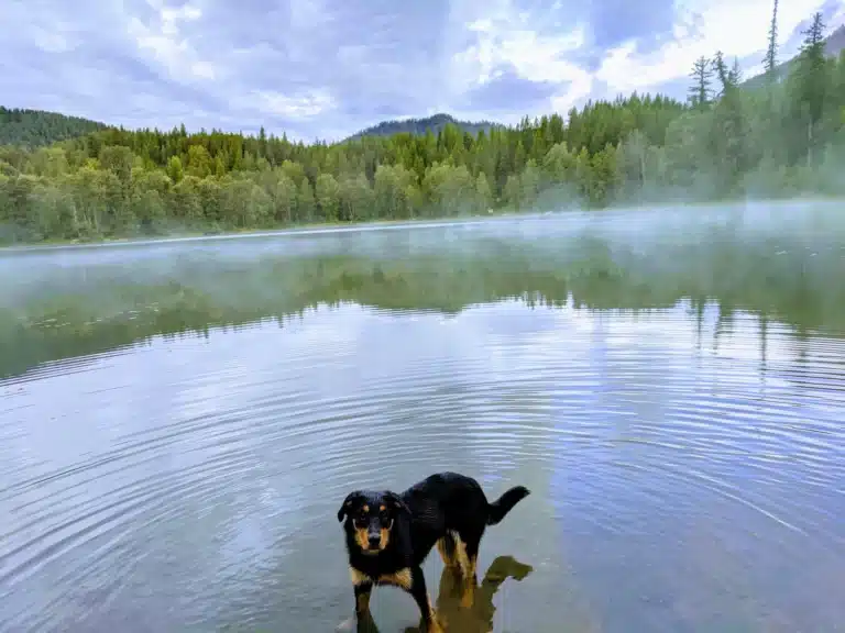 Rohnen the dog at a lake