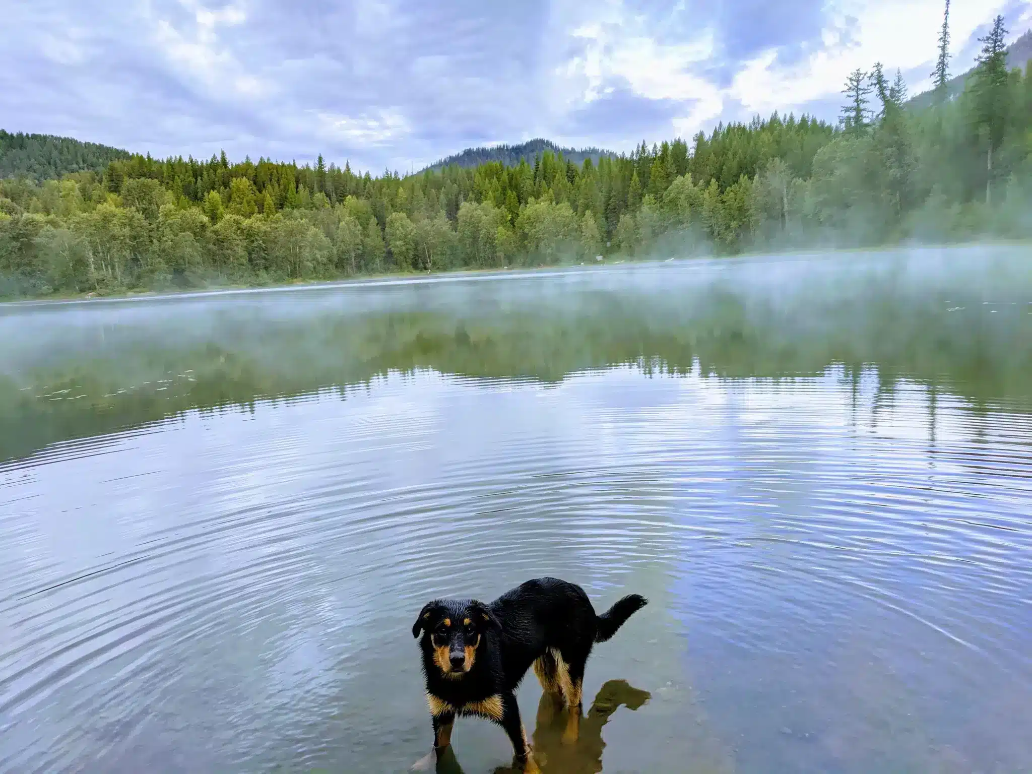 Rohnen the dog at a lake