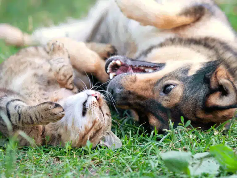 Dog Cat Pet Chiropractic Vet