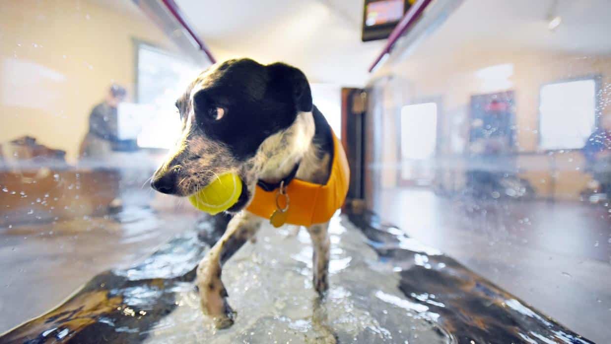 Dog using the underwater treadmill therapy or hydrotherapy