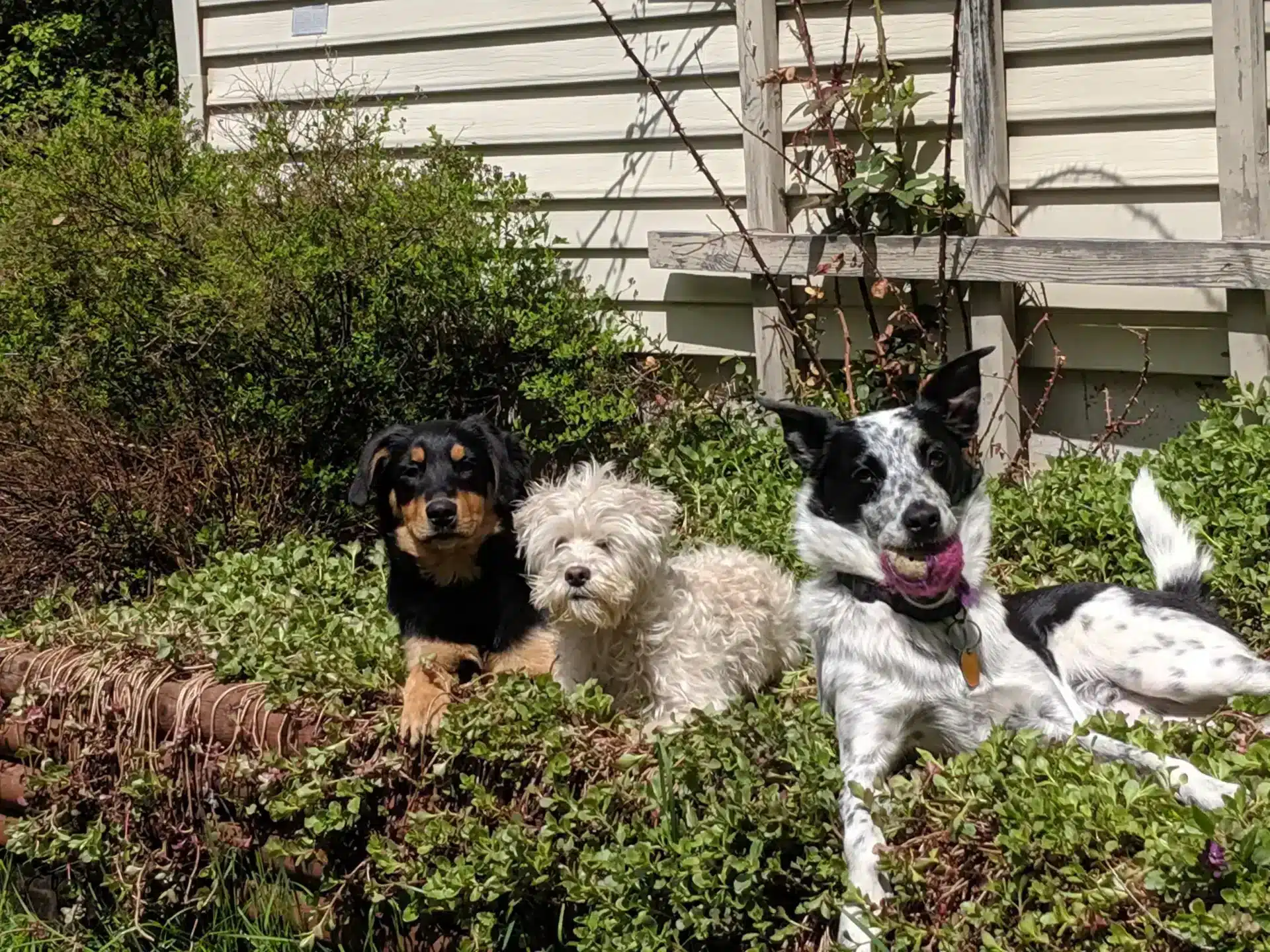3 happy dogs 3 happy dogs