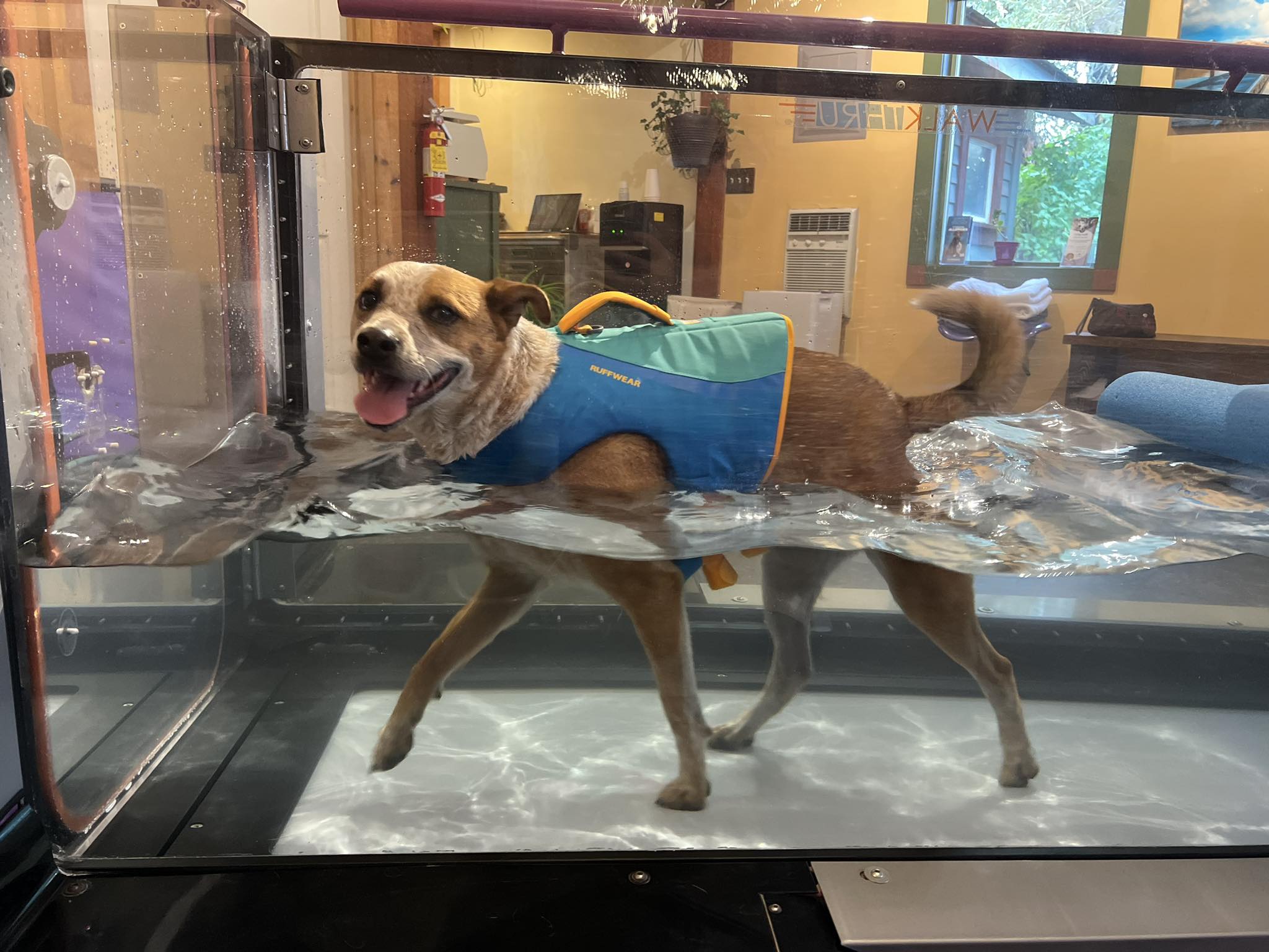 Underwater Treadmill Therapy - Hydrotherapy