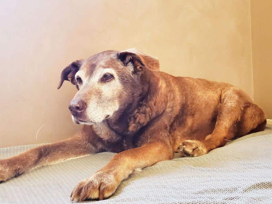 Dog receiving Acupuncture