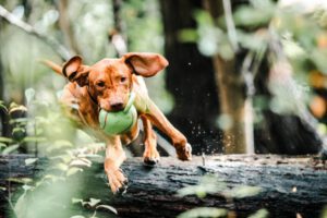 dog in woods with ball