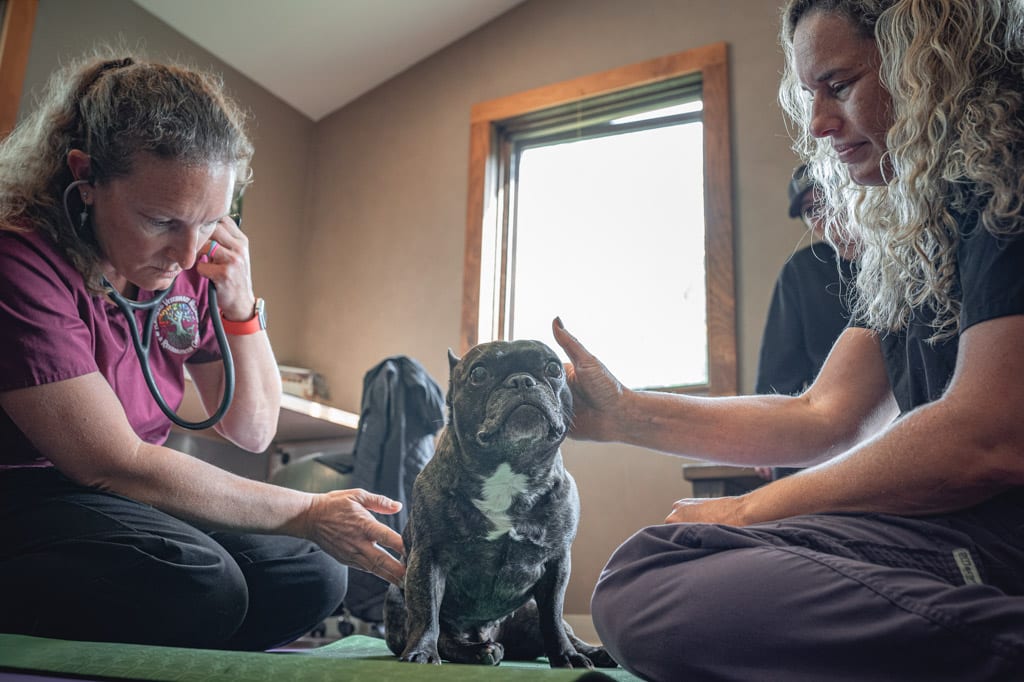 Balanced rocks on the river - Preventative Wellness Examinations Small dog receiving care