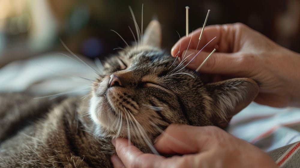 Cat receiving Holistic Health Care with acupuncture Cat receiving Holistic Health Care with acupuncture