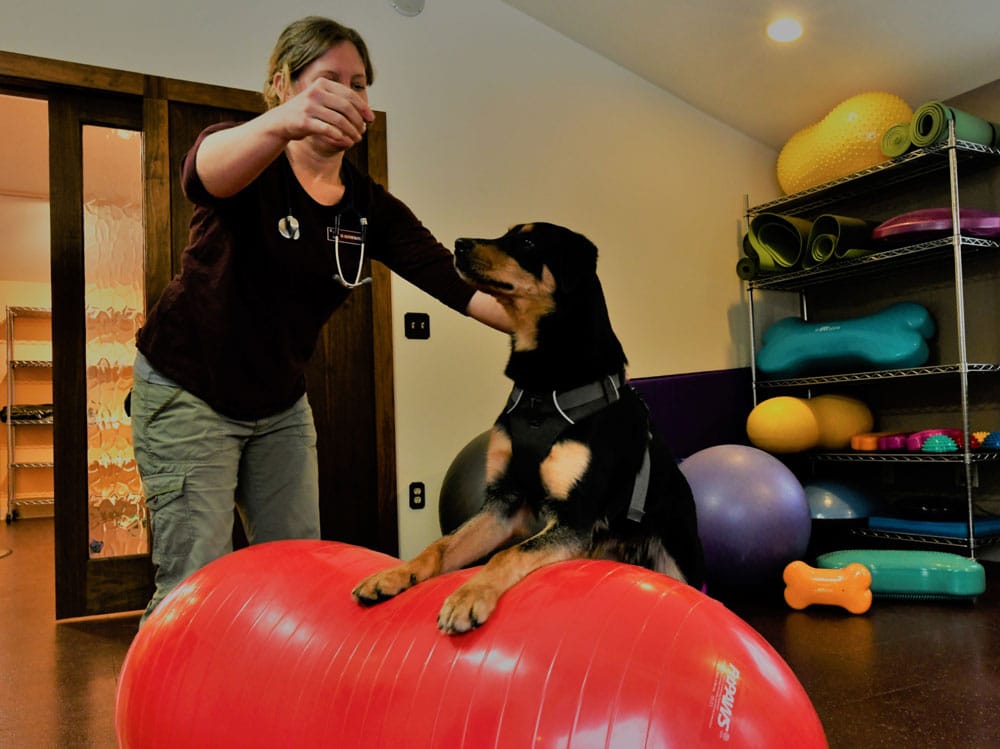 Dog Veterinary Rehabilitation