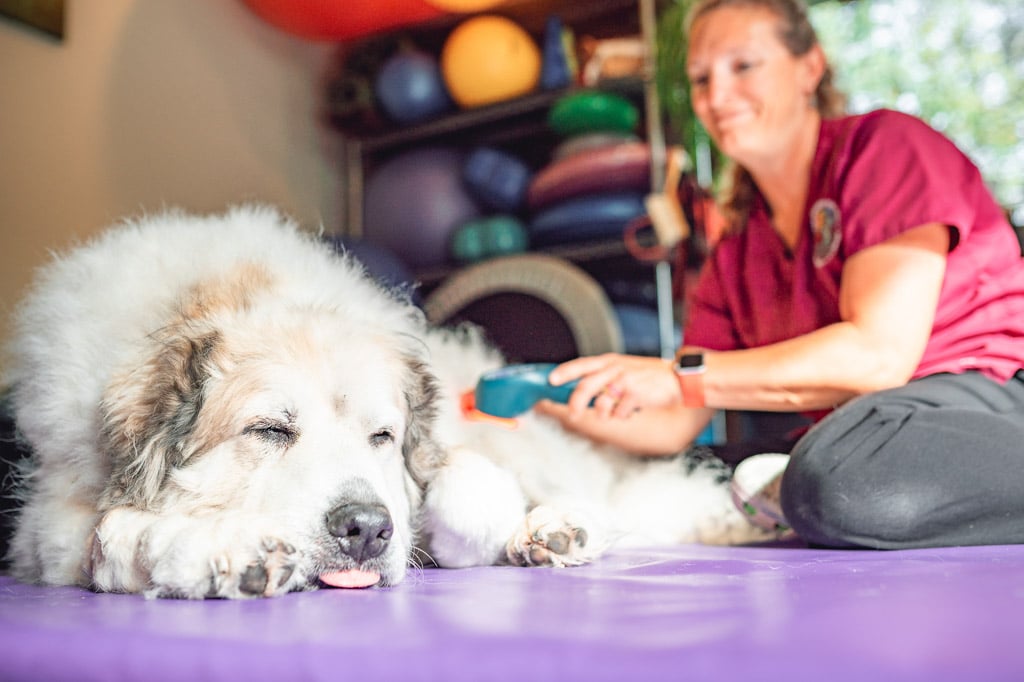 Low Level Laser Therapy with Dr. Sara Clark 