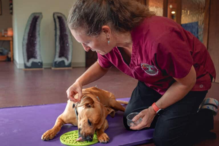 Dog acupuncture with Dr. Sara Clark