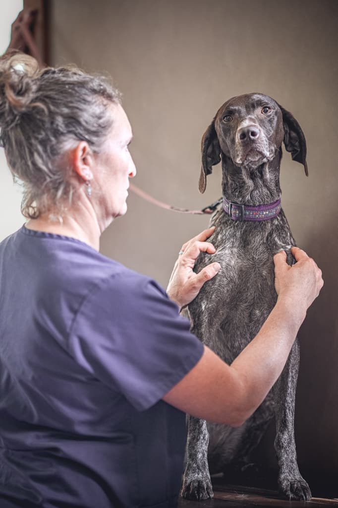 Dog waiting for hydrotherapy Dr. Sara Clark caring for a patient