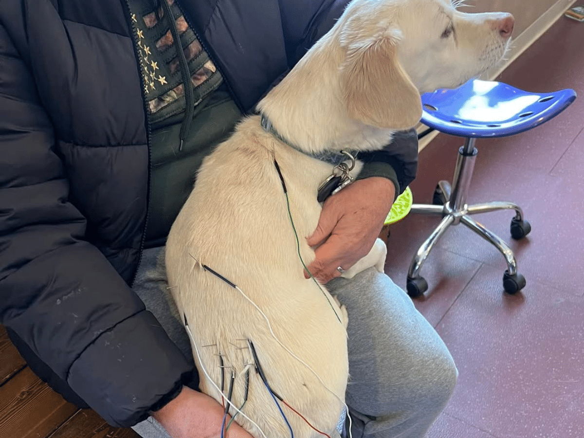 Luyi getting treatment