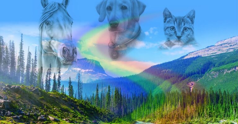Compassionate Support for Aging Pets and Healing from the Loss of a Beloved Animal