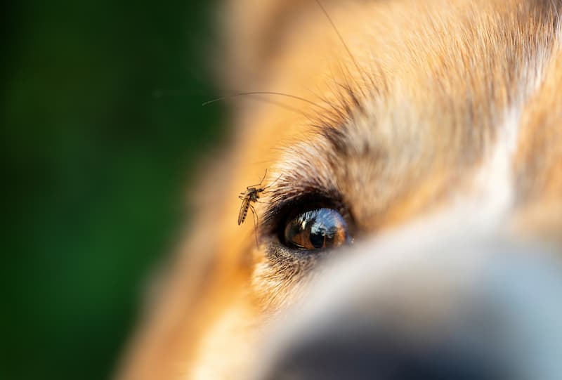 Mosquito on dog
