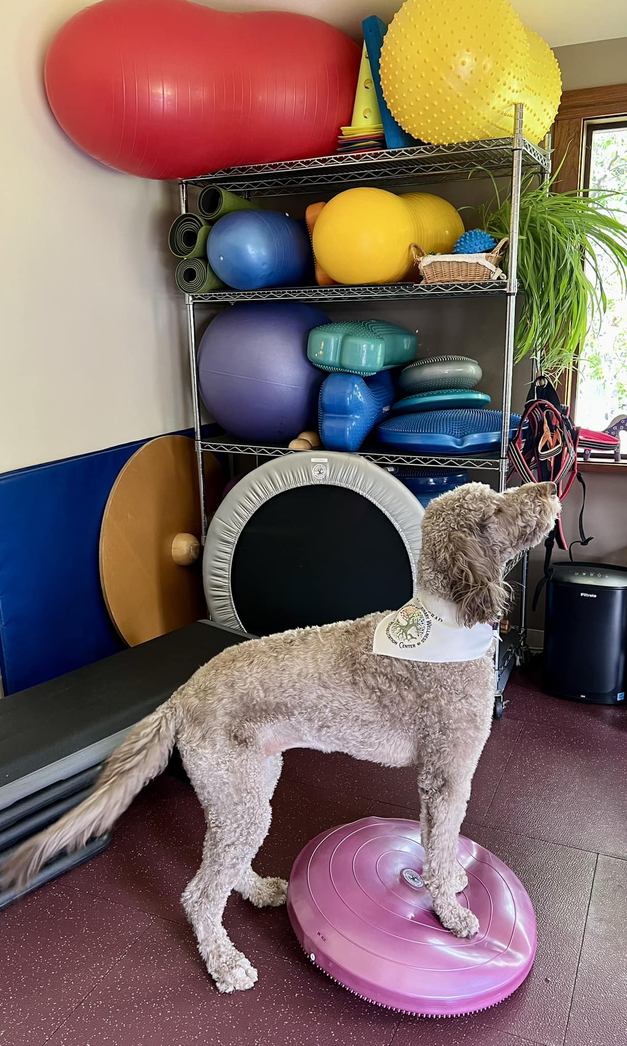 Veterinary Rehabilitation Therapy