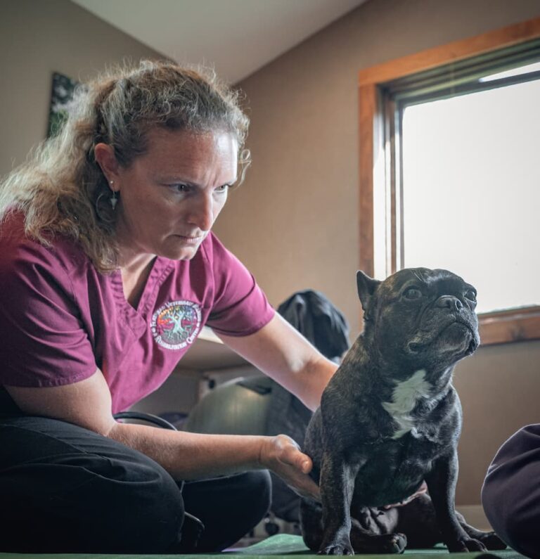 Dog receiving treatment